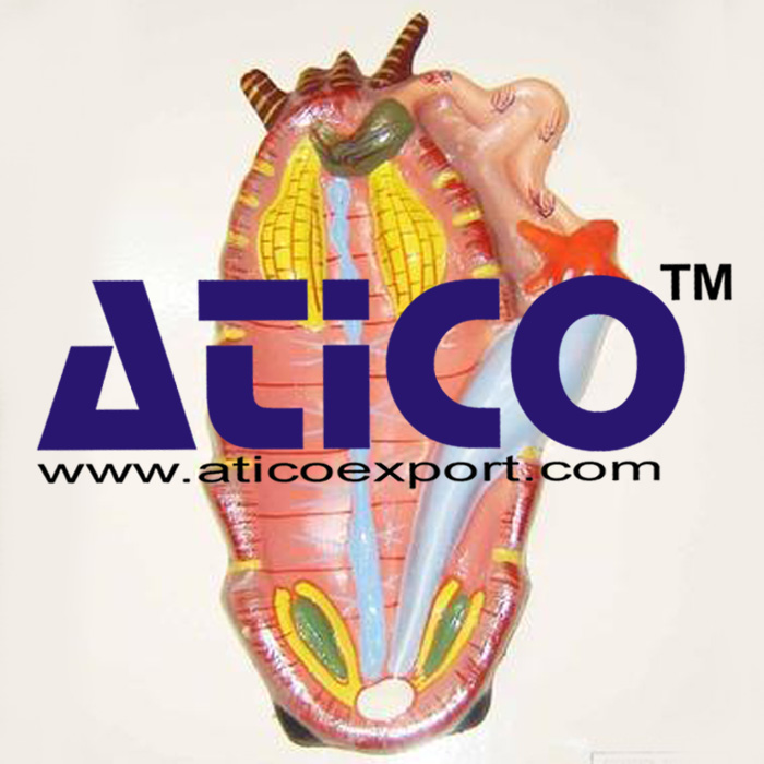 Cockroach Dissection Manufacturer Supplier and Exporter from India
