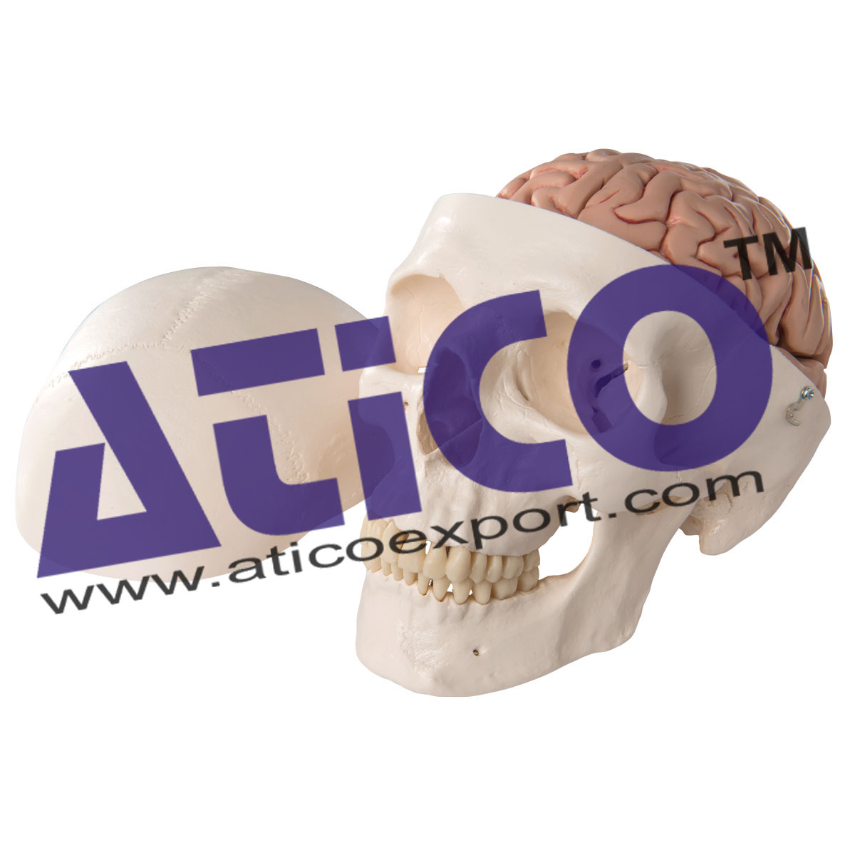 Classic Human Skull With Brain 