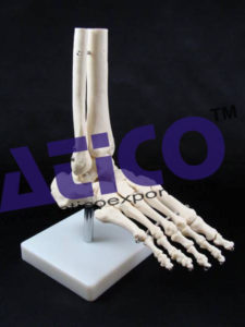 Life-Size Foot Joint Model
