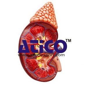 Kidney with Adrenal Gland, life size - 2 Parts