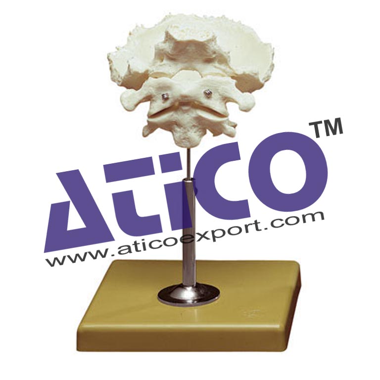 Atlas Axis And Occipital Bone Manufacturer and Supplier in India